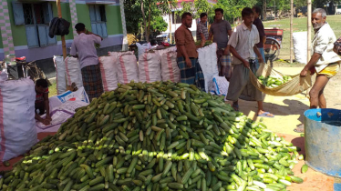 জয়পুরহাটে শশা চাষ করে লাভবান হচ্ছেন প্রান্তিক চাষিরা