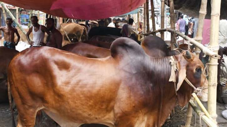 উওরার পশুর  হাঁট: শেষ মুহুর্তে বেচাকেনা বেশ জমে উঠেছে