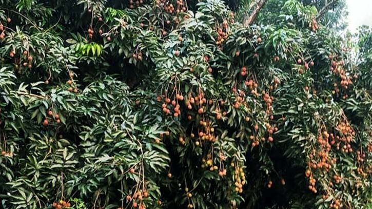 গাজীপুরের শ্রীপুরে চায়না-৩ জাতের লিচুর বাম্পার ফলন